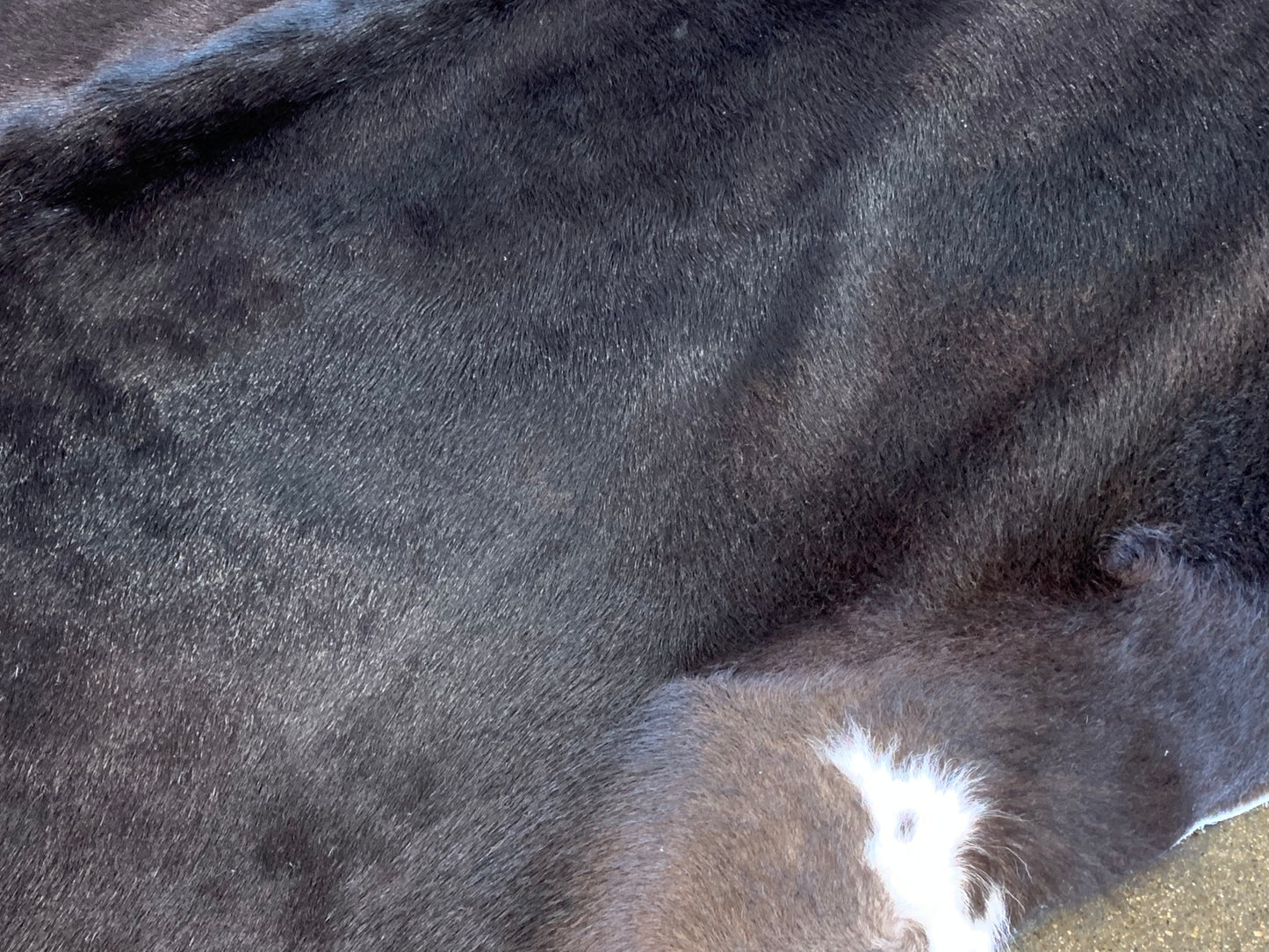 S-5 : Tapis peau de vache - Moyenne noire et brune